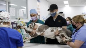 Universities in Australia Offering Veterinary Medicine degrees